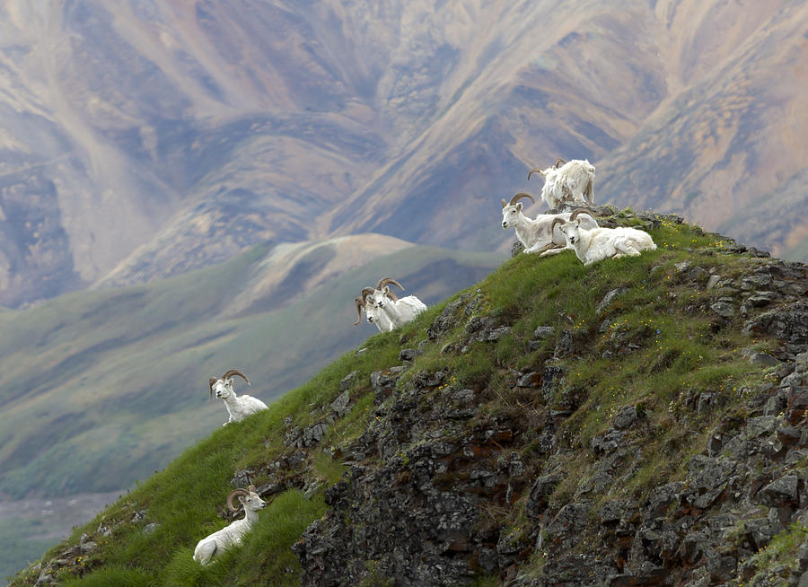 Alaskan Dall Dahl-sheep Image Art  Photograph by Jo Ann Tomaselli