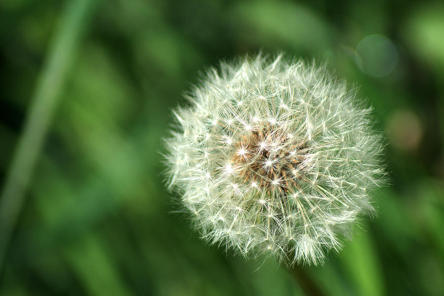 Dandelion Seed Head #7 Photograph by Chris Day
