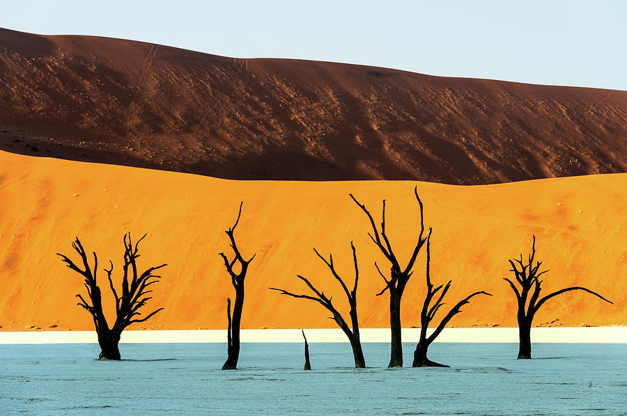 Dead Trees In A Desert, Dead Vlei #7 Photograph by Panoramic Images