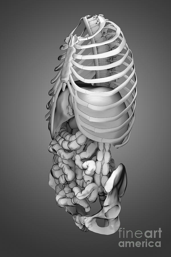 Digestive System And Bones #7 Photograph by Science Picture Co