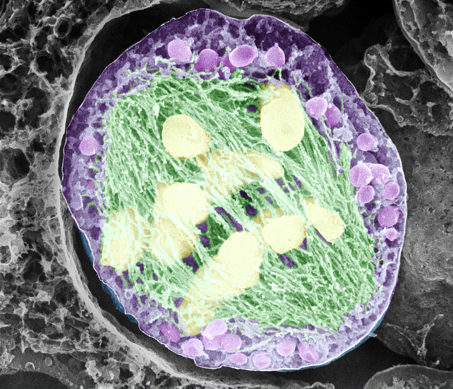 Dividing Pollen Cell #7 Photograph by Professor T. Naguro