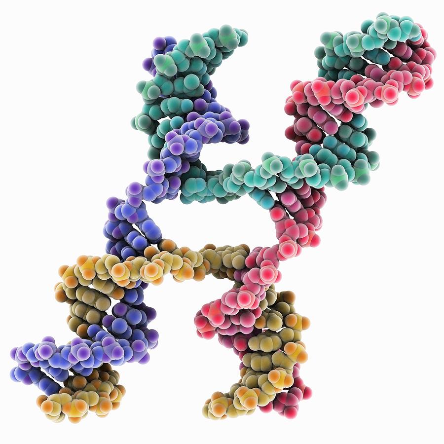 Holliday Junction Photograph - DNA Holliday junction, molecular model #7 by Science Photo Library
