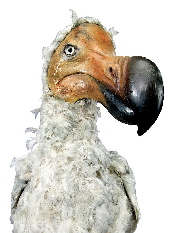 Dodo Model #7 Photograph by Natural History Museum, London/science Photo Library