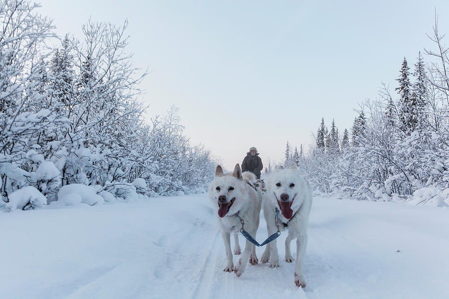 Dogsledding Through The Forest #7 Photograph by Johnathan Ampersand Esper