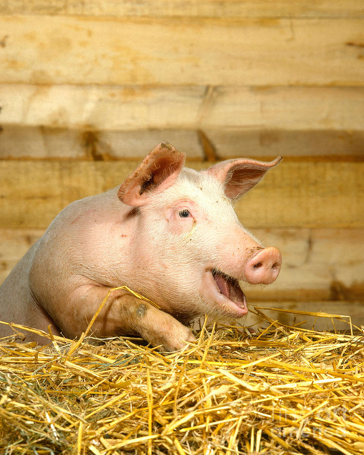 Pig Photograph - A Domestic Pig by Hans Reinhard