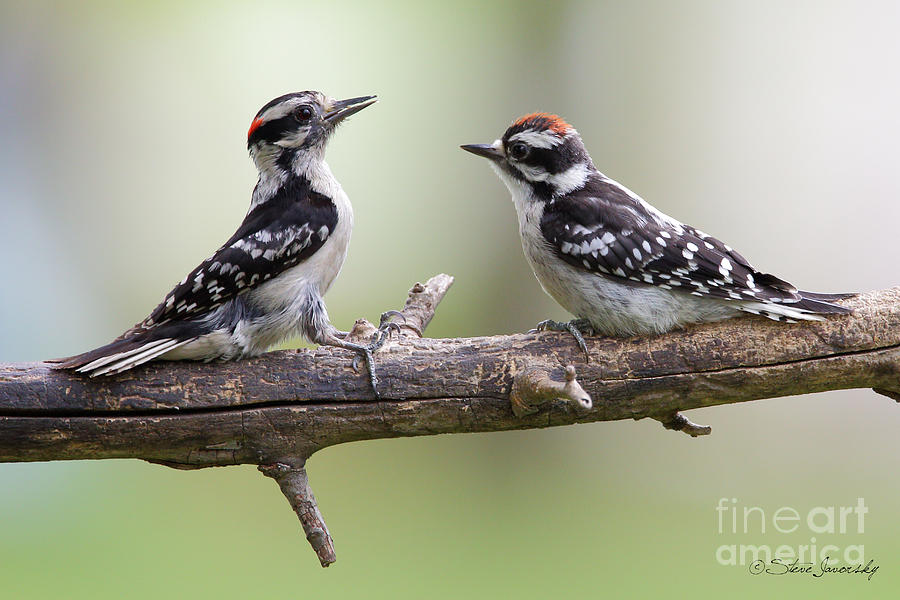 Downy Woodpecker #7 Photograph by Steve Javorsky
