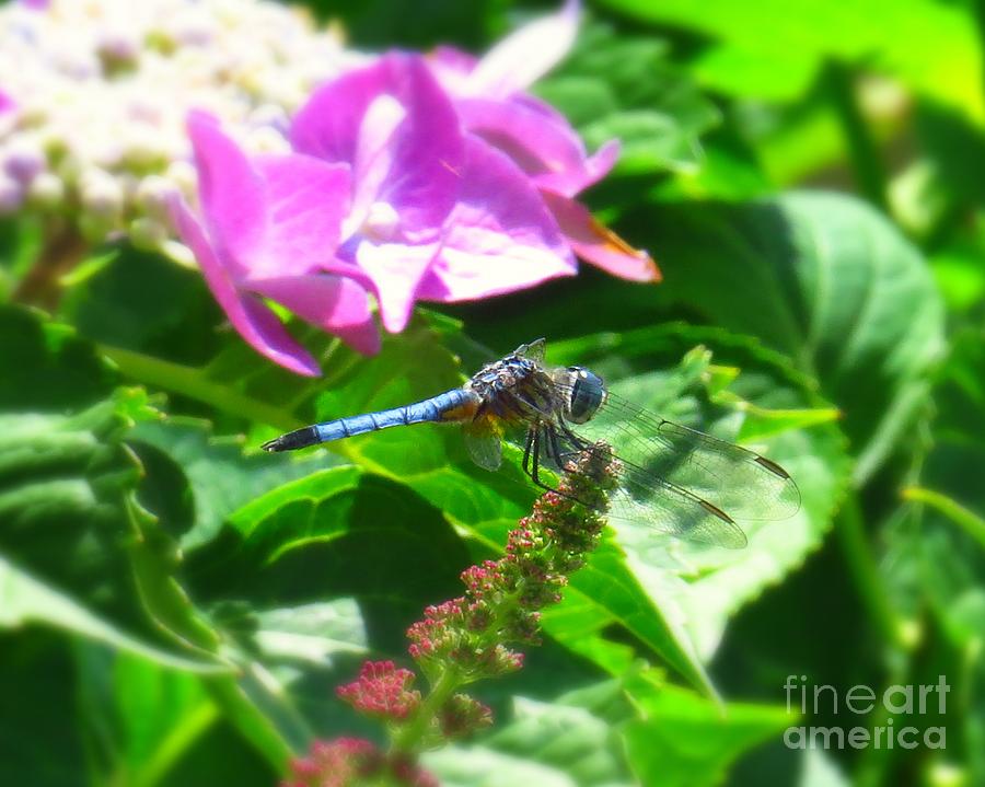 Dragonfly Blue Dasher #7 Photograph by Scott Cameron