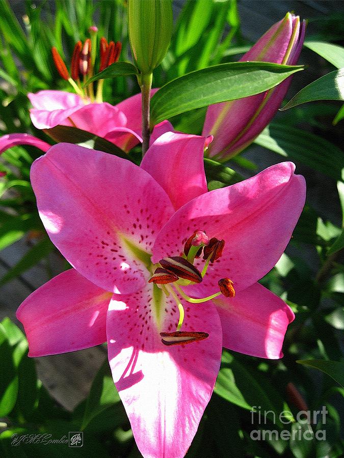 Dwarf Oriental Lily named Farolito Painting by J McCombie | Pixels