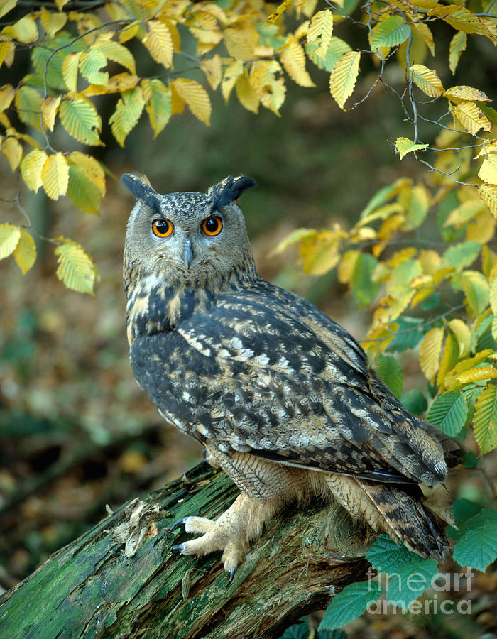 Owl Photograph - Eagle Owl #2 by Hans Reinhard