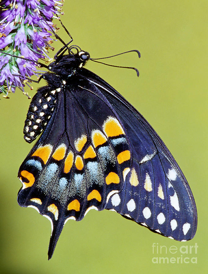 Butterfly Photograph - Eastern Black Swallowtail Butterfly #7 by Millard H. Sharp