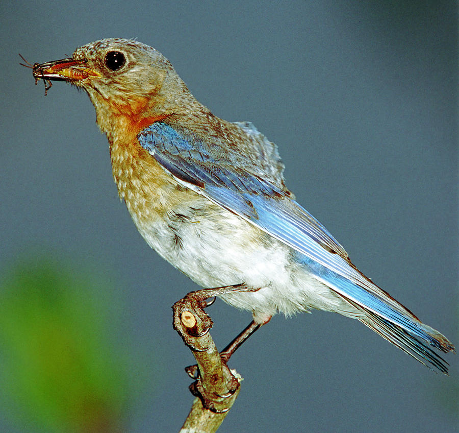 Eastern Bluebird Photograph By Millard H. Sharp - Fine Art America