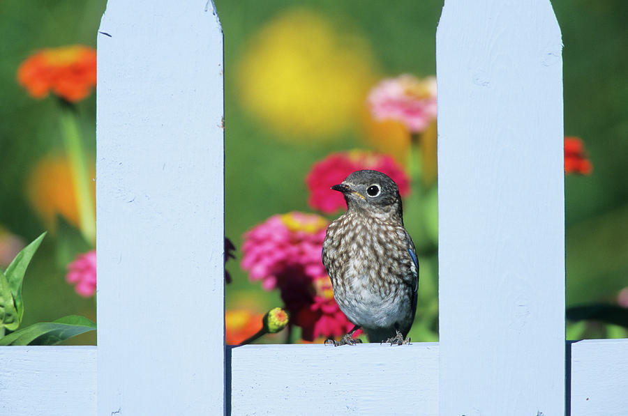Wildlife Photograph - Eastern Bluebird (sialia Sialis #7 by Richard and Susan Day