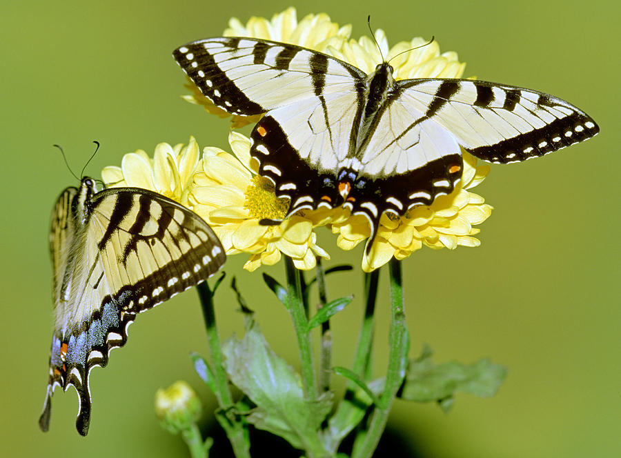 Eastern Tiger Swallowtail Butterflies #7 Photograph by Millard H. Sharp