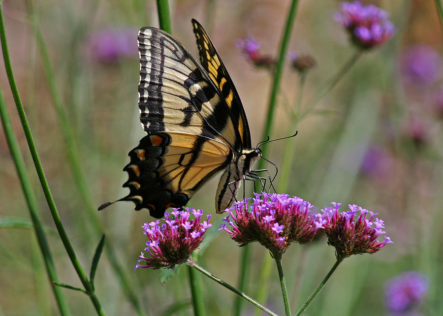 Eastern Tiger Swallowtail Butterfly Photograph by Karen Adams - Fine ...