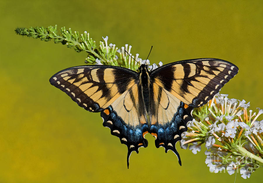 Eastern Tiger Swallowtail Butterfly #7 Photograph by Millard H. Sharp