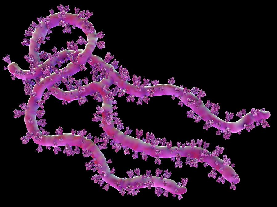 Ebola Virus Particle #7 Photograph by Maurizio De Angelis