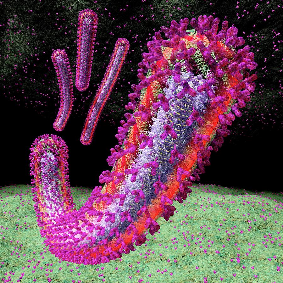 Ebola Photograph - Ebola Virus Particles #7 by Russell Kightley
