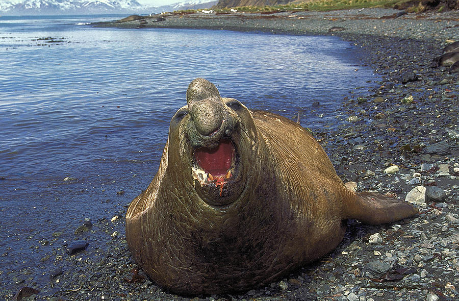 Elephant De Mer Du Sud Mirounga Leonina 7 Photograph by Gerard Lacz ...