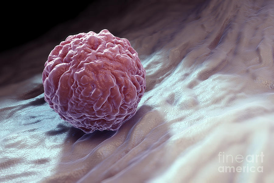 Embryonic Stem Cell #7 Photograph by Science Picture Co