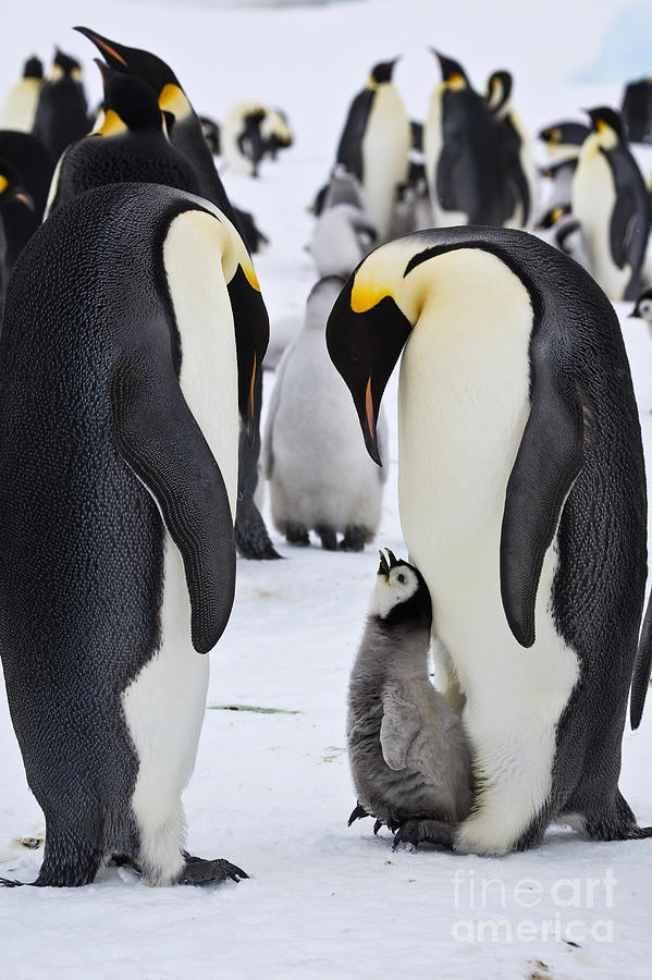 Emperor Penguins With Chick On Feet #7 Photograph by Greg Dimijian