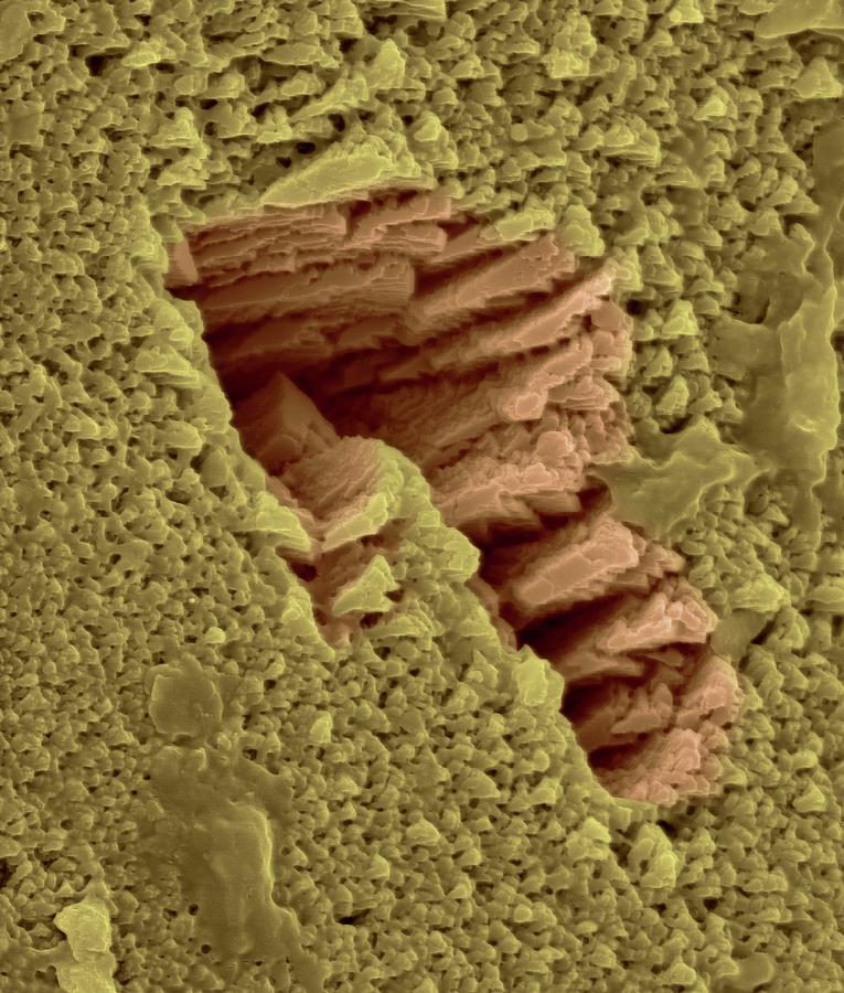 Emu Photograph - Emu Eggshell Surface #7 by Dennis Kunkel Microscopy/science Photo Library