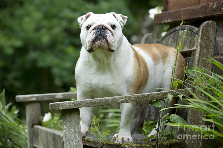 English Bulldog #7 Photograph by John Daniels