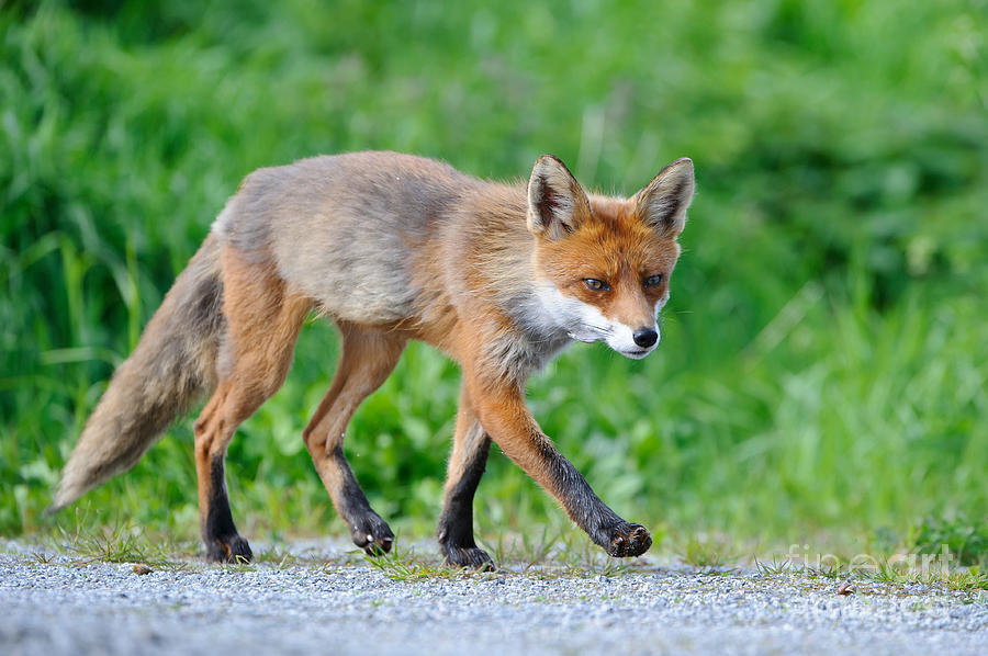 European Red Fox #7 Photograph by Willi Rolfes