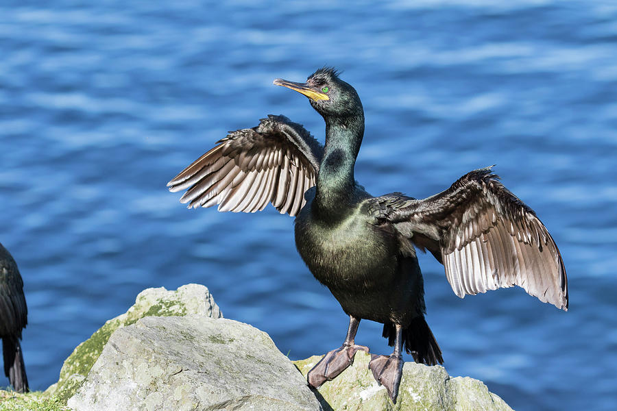 European Shag Or Common Shag Photograph by Martin Zwick