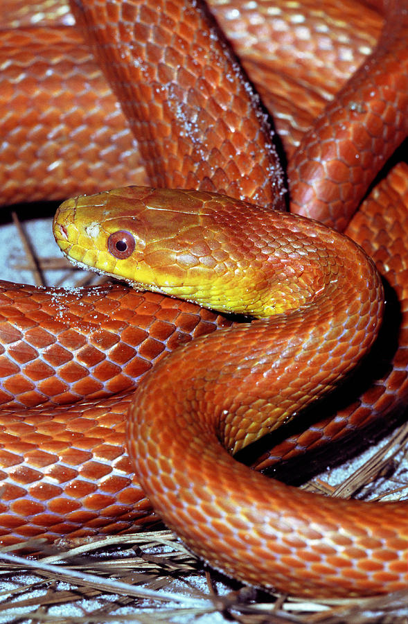 Everglades Rat Snake #7 Photograph by Millard H. Sharp