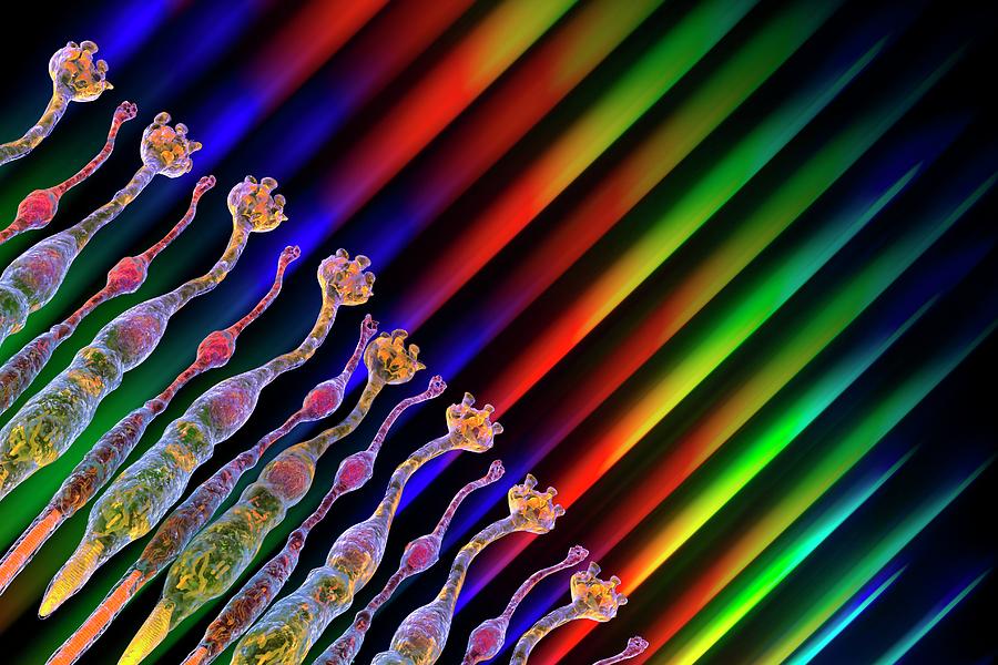 Eye Retina #7 Photograph by Alfred Pasieka/science Photo Library