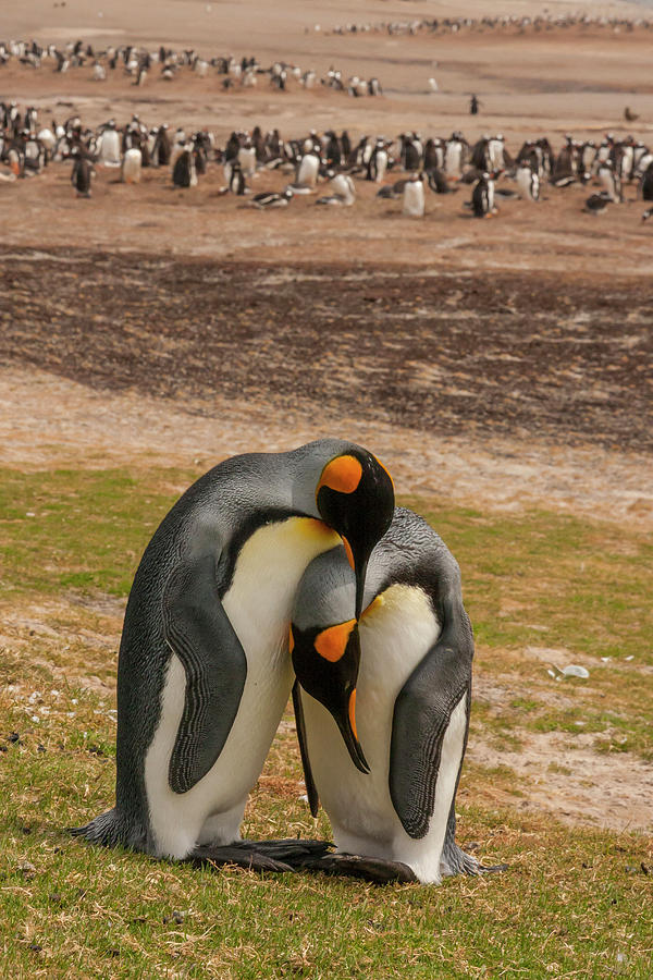 Avian Photograph - Falkland Islands, Saunders Island #7 by Jaynes Gallery