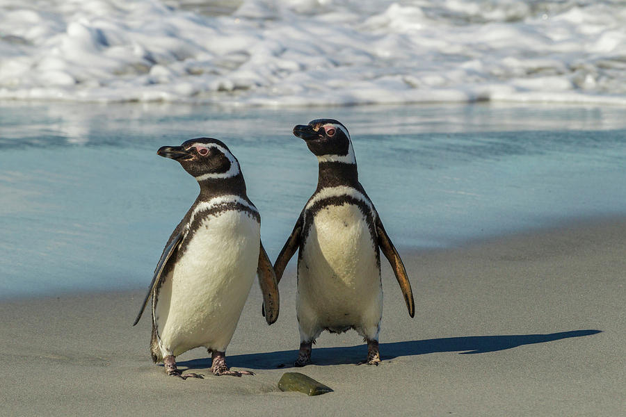 Penguin Photograph - Falkland Islands, Sea Lion Island #7 by Jaynes Gallery