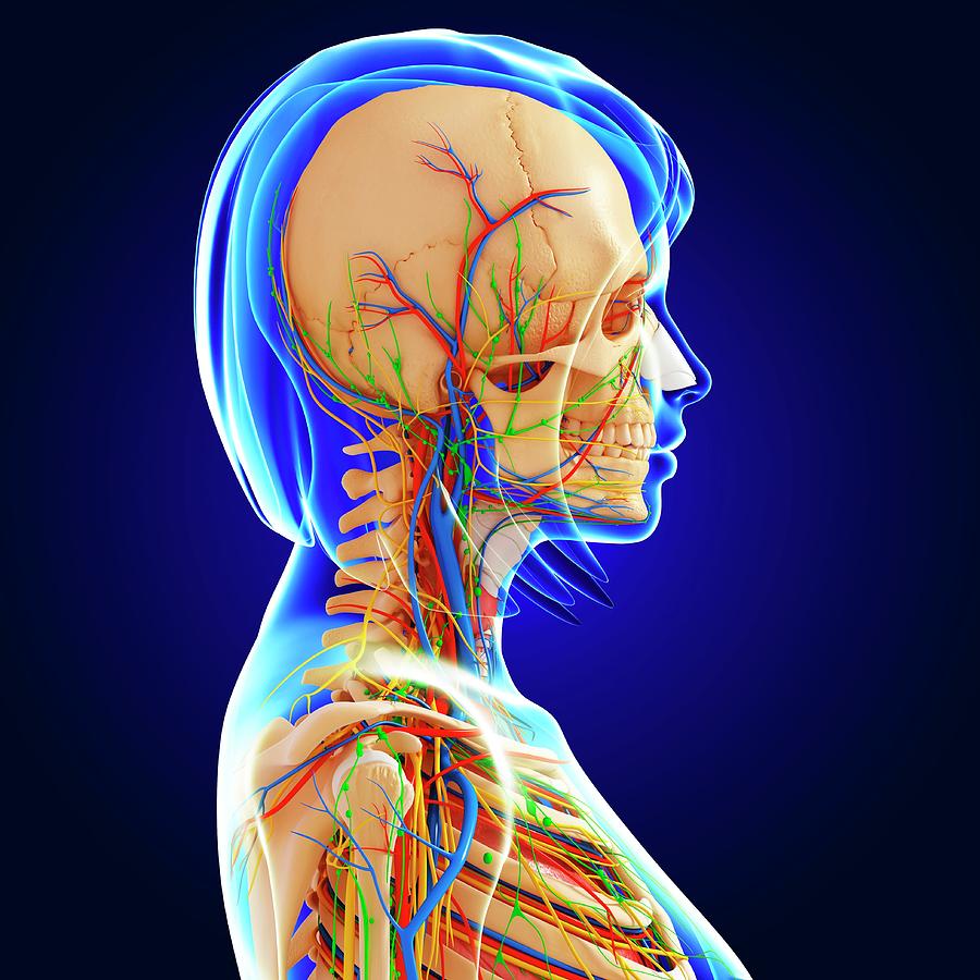 Female Anatomy Photograph by Pixologicstudio/science Photo Library ...