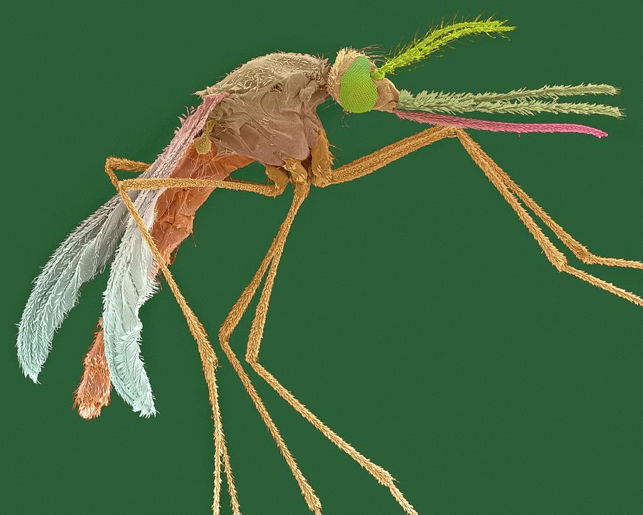 Insects Photograph - Female Mosquito #7 by Dennis Kunkel Microscopy/science Photo Library