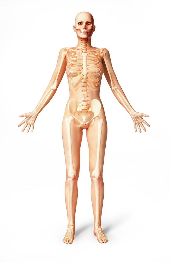 Female Skeleton Photograph By Leonello Calvettiscience Photo Library Pixels