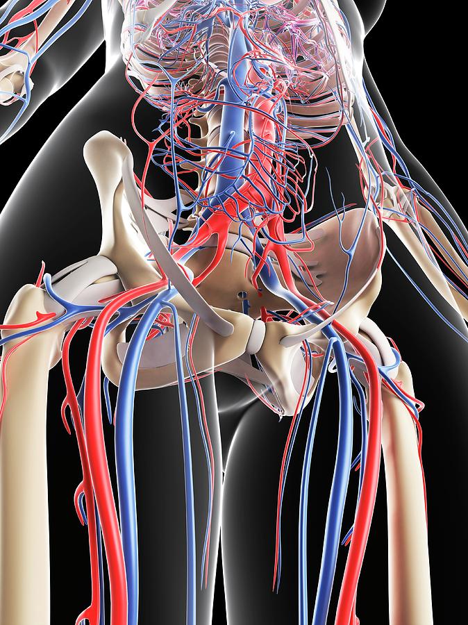 Female Vascular System Photograph By Scieproscience Photo Library Fine Art America 4463