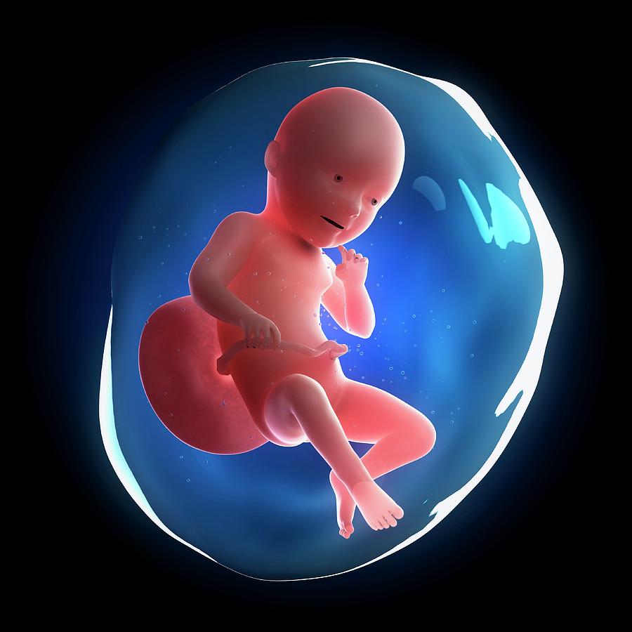 Эмбрион ребенка по неделям