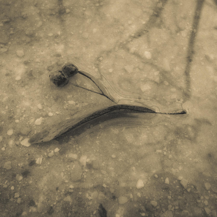 Black And White Photograph - Fine Art by Gianfranco Evangelista Black And White Photograph - Fine Art by Gianfranco Evangelista