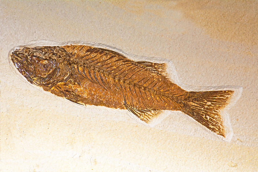 Fish Fossil #7 Photograph by Millard H. Sharp