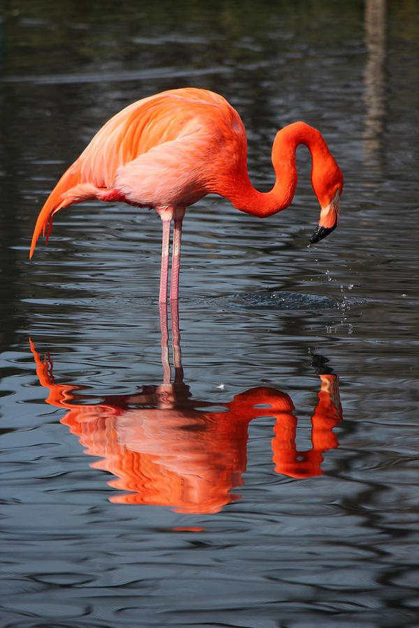Flamingo #7 Photograph by Heike Hultsch