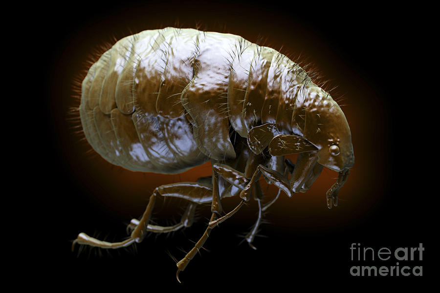 Flea Pulex Irritans #7 Photograph by Science Picture Co