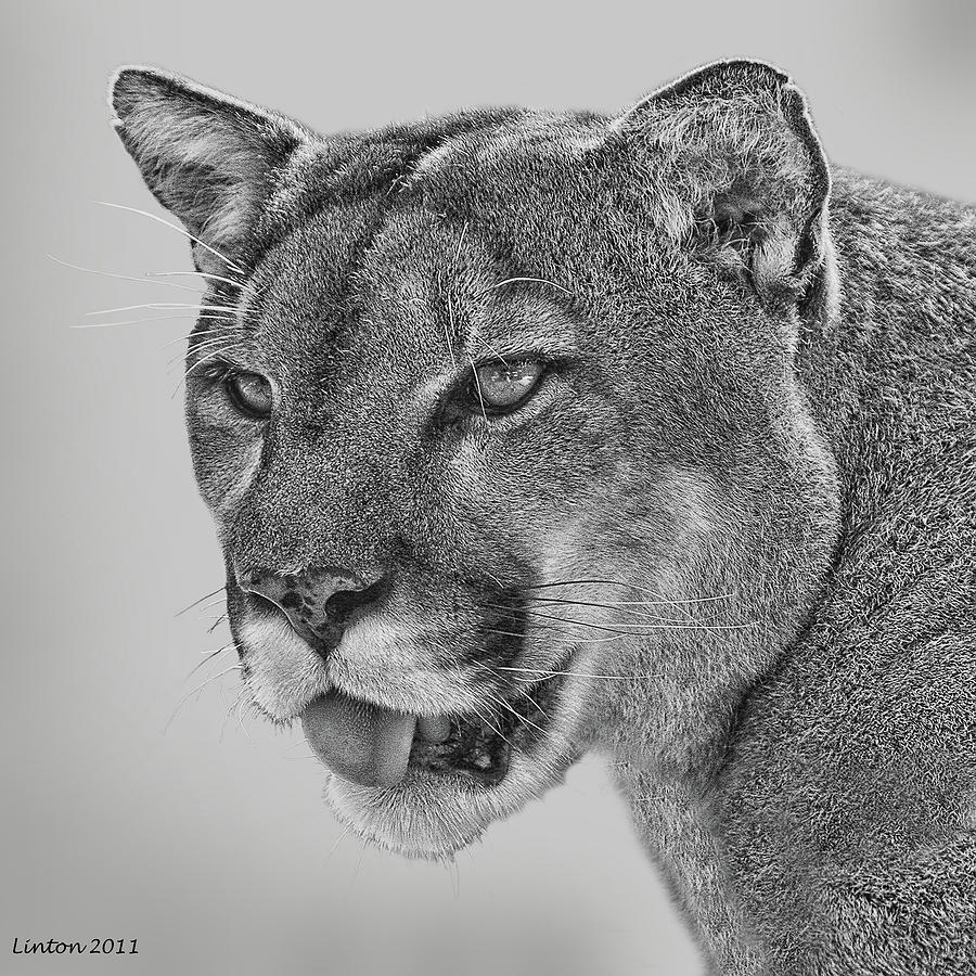 Florida Panther #7 Digital Art by Larry Linton