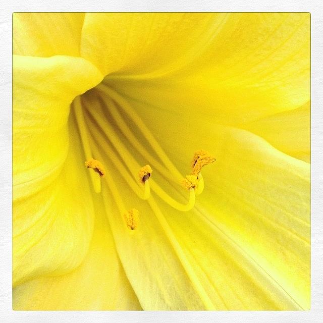 Flower Photograph - #flowers #flower #flowerstagram #7 by Mike Valentine