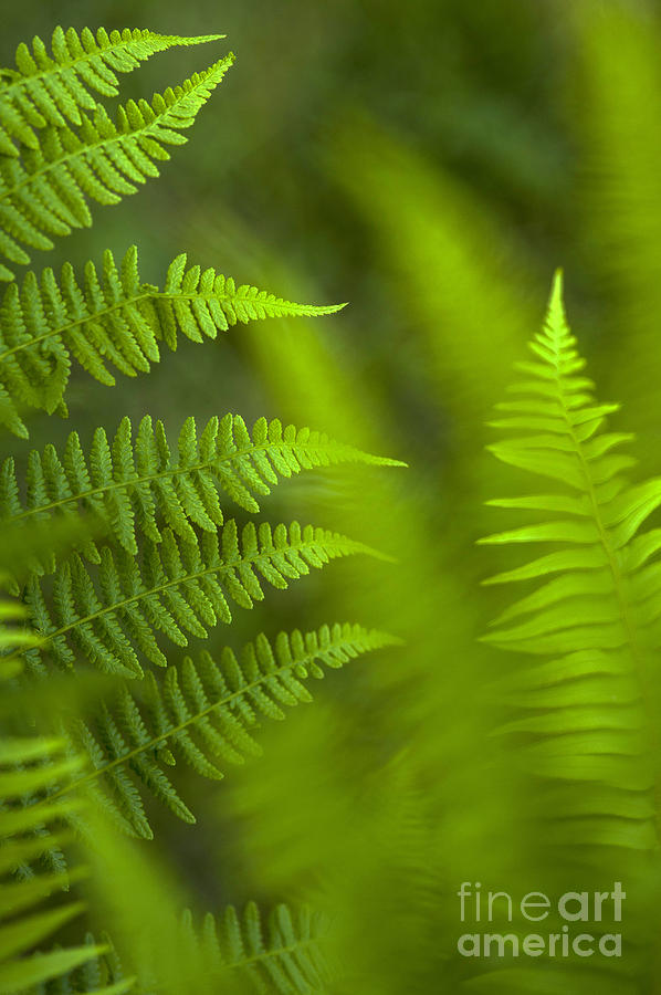 Forest setting with close-ups of ferns #7 Photograph by Jim Corwin