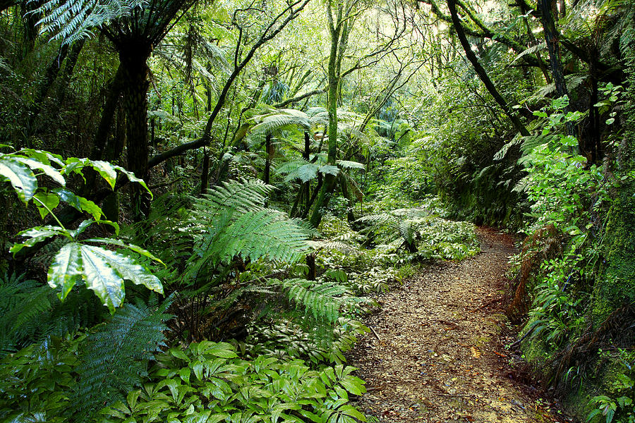 Jungle Photograph - Forest trail #7 by Les Cunliffe