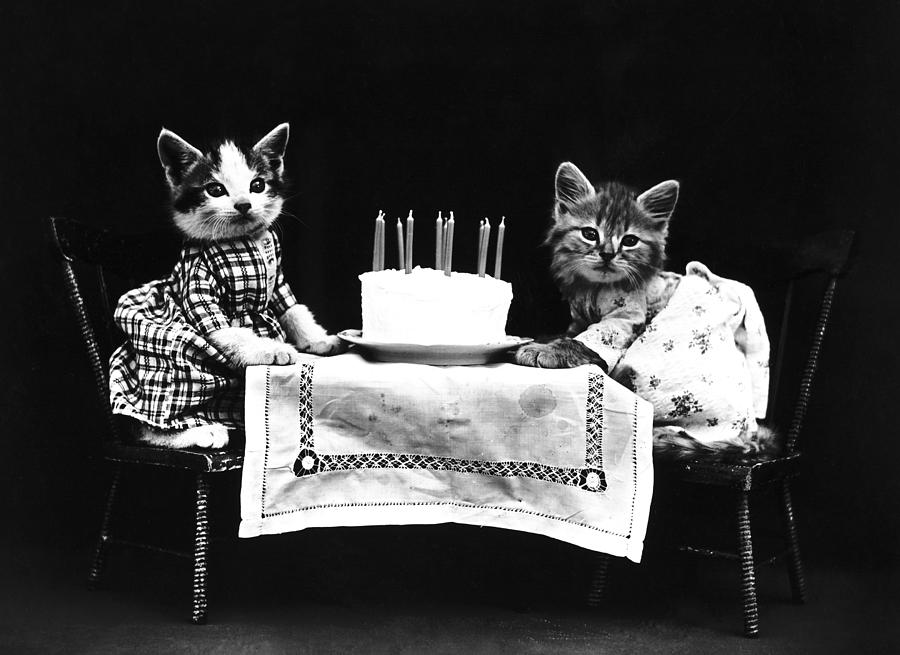 Cake Photograph - Frees Kittens, C1914 #7 by Granger