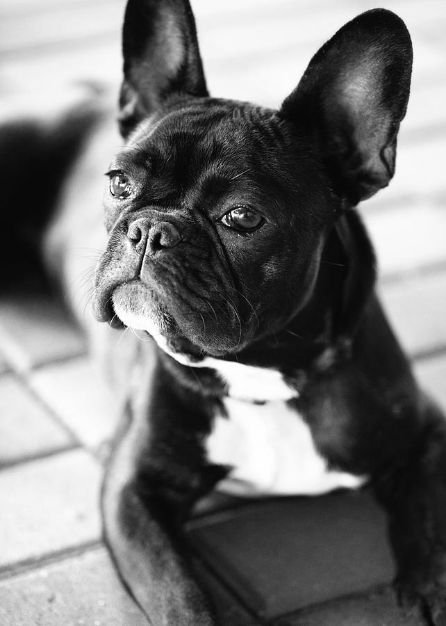 French Bulldog #7 Photograph by Falko Follert