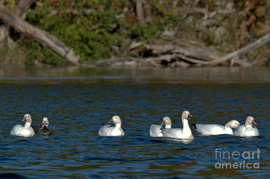 7 Geese a Swimming Photograph by Cheryl Baxter