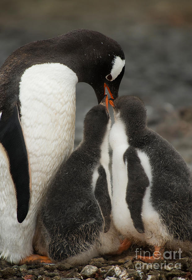 Gentoo Penguin With Young #7 Photograph by John Shaw
