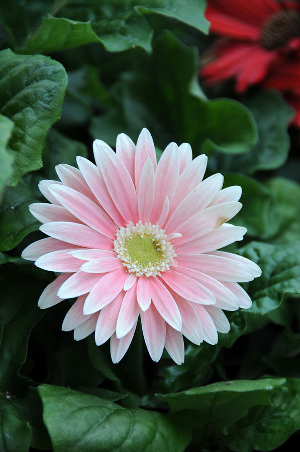 Gerbera Daisy Gerbera Jamesonii #7 Photograph by Bonnie Sue Rauch